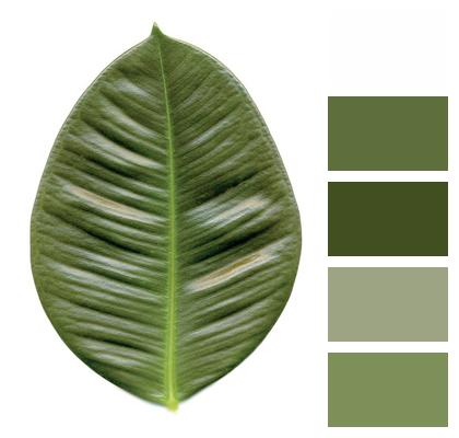 Rubber Tree Leaf Green Image